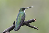Violet-capped Woodnymph, Ninho de Cambacuca, São Paulo, Brazil, October 2022 - click for larger image