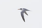 Royal Tern, San Jose, Lambayeque, Peru, October 2018 - click for larger image