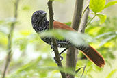 Chestnut-backed Antshrike, REGUA, Rio de Janeiro, Brazil, October 2025 - click for larger image