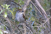 Rufous-capped Antshrike, Minas Gerais, Brazil, October 2022 - click for larger image