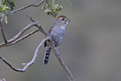 Rufous-capped Antshrike, Minas Gerais, Brazil, October 2022 - click for larger image