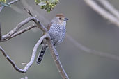 Rufous-capped Antshrike, Minas Gerais, Brazil, October 2022 - click for larger image