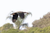 Plumbeous Ibis, Lagoa do Peixe, Rio Grande do Sul, Brazil, October 2022 - click for larger image