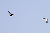 Buff-necked Ibis, Serra da Canastra, Minas Gerais, Brazil, October 2022 - click for a larger image