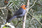 Chestnut-headed Tanager, Sao Francisco de Paula, Rio Grande do Sul, Brazil, October 2022 - click for larger image