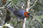 Chestnut-headed Tanager, Sao Francisco de Paula, Rio Grande do Sul, Brazil, October 2022 - click for larger image