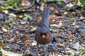 Chestnut-headed Tanager, Sao Francisco de Paula, Rio Grande do Sul, Brazil, October 2022 - click for larger image
