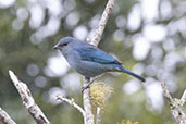 Azure-shouldered Tanager, Intervales, São Paulo, Brazil, October 2022 - click for larger image