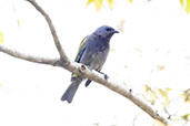 Golden-chevroned Tanager, Caraca, Minas Gerais, Brazil, October 2025 - click for larger image