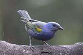 Golden-chevroned Tanager, Ninho de Cambacica, São Paulo, Brazil, October 2025 - click for larger image