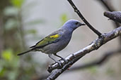 Golden-chevroned Tanager, Peruibe, São Paulo, Brazil, October 2025 - click for larger image