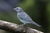 Sayaca Tanager, Peruibe, Sao Paulo, Brazil, October 2022 - click for larger image
