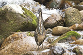 Fasciated Tiger-Heron, Ubatuba, Sao Paulo, Brazil, October 2022 - click for larger image