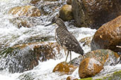 Fasciated Tiger-Heron, Ubatuba, Sao Paulo, Brazil, October 2022 - click for larger image