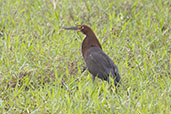 Rufescent Tiger-heron, Pocatuba, Espirito Santo, Brazil, October 2022 - click for a larger image