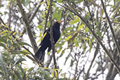Black-and-gold Cotinga, Pico de Caledonia, Rio de Janeiro, Brazil, October 2022 - click for larger image