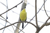 Common Tody-flycatcher, Piricicaba, Sao Paulo, Brazil, October 2022 - click for larger image