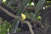 Yellow-lored Tody-flycatcher, Serra da Canastra, Minas Gerais, Brazil, October 2022 - click for larger image