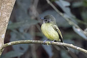 Yellow-olive Flycatcher, Espirito Santo, Brazil, October 2022 - click for larger image