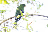 Blue-belled Parrot, Intervales, Sao Paulo, Brazil, October 2022 - click for larger image