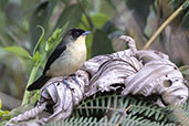 Male Black-goggled Tanager, Espirito Santo, Brazil, October 2022 - click for larger image
