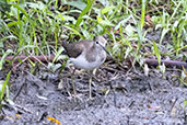 Solitary Sandpiper, Fazenda Angelim, Sao Paulo, Brazil, October 2022 - click for larger image