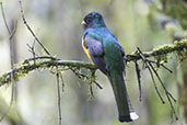 Male Black-throated Trogon, Intervales, Sao Paulo, Brazil, October 2022 - click for larger image