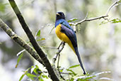 Male Black-throated Trogon, Intervales, Sao Paulo, Brazil, October 2022 - click for larger image