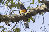 Male Surucua Trogon, Pico de Babilonia, Rio de Janeiro, Brazil, October 2022 - click for larger image