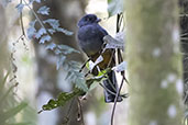 Male Surucua Trogon, Itatiaia, Rio de Janeiro, Brazil, October 2022 - click for larger image