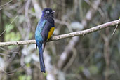 Male Ninho de Cambacica, Sao Paulo, Brazil, October 2022 - click for larger image