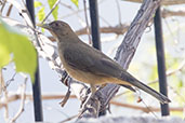 Clay-coloured Thrush, Antigua, Guatemala, March 2015 - click for larger image