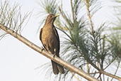 Clay-coloured Thrush, Antigua, Guatemala, March 2015 - click for larger image