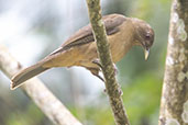 Clay-coloured Thrush, Copan Ruinas, Honduras, March 2015 - click for larger image