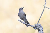 Pale-breasted Thrush, Serra de Cipo, Minas Gerais, Brazil, October 2022 - click for larger image