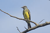 Tropical  Kingbird, Tarapoto, San Martin, Peru, September 2018 - click for larger image