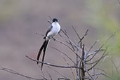 Fork-tailed Flycatcher, Serra da Canastra, Minas Gerais, Brazil, October 2022 - click for larger image