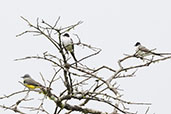 Fork-tailed Flycatcher, Ninho de Cambacica, São Paulo, Brazil, October 2022 - click for larger image