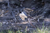 Fork-tailed Flycatcher, Lagoa de Peixe, Rio Grande do Sul, Brazil, October 2022 - click for larger image