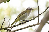 Chivi Vireo, Sao Francisco do Sul, Rio Grande do Sul, Brazil, October 2022 - click for larger image