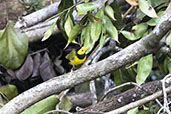 Hooded Warbler, Tikal, Guatemala, March 2015 - click for larger image