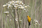 Saffron-cowled Blackbird, Rio Grande do Sul, Brazil, October 2022 - click for larger image