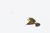 Saffron-cowled Blackbird, Rio Grande do Sul, Brazil, October 2022 - click for larger image