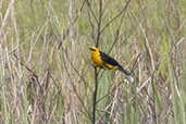 Saffron-cowled Blackbird, Rio Grande do Sul, Brazil, October 2022 - click for larger image