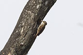 Streaked Xenops, £ Picos, Rio de Janeiro, Brazil, October 2022 - click for larger image