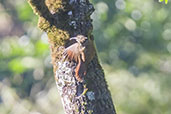 White-throated Woodcreeper, Itatiaia, Rio de Janeiro , Brazil, November 2008 - click for larger image