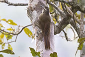 White-throated Woodcreeper, Novo Friburgo, Rio de Janeiro, Brazil, October 2022 - click for larger image