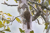 White-throated Woodcreeper, Novo Friburgo, Rio de Janeiro , Brazil, October 2022 - click for larger image