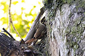 Lesser Woodcreeper, Serra dos Tucanos, Rio de Janeiro, Brazil, October 2022 - click for larger image
