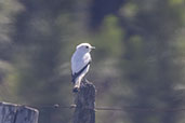 White Monjita, Lagoa do Peixe, Rio Grande do Sul, Brazil, October 2022 - click for larger image